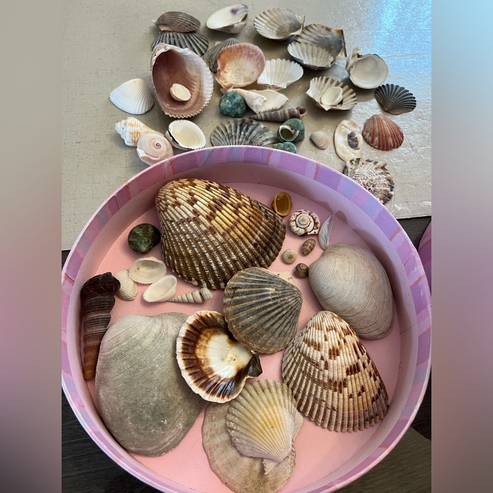 🐚Full box of conch shells and seashells 🤩